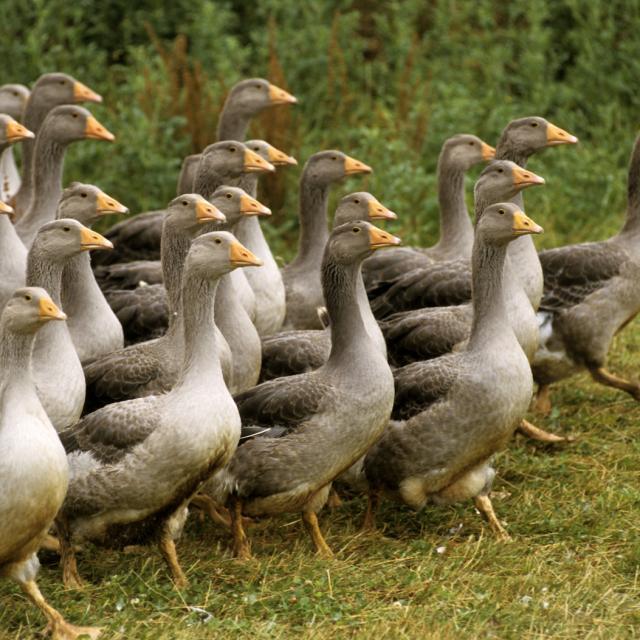 Les Oies du Périgord